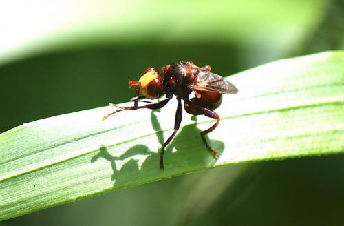Réf. 193 170 : Sicus sp.